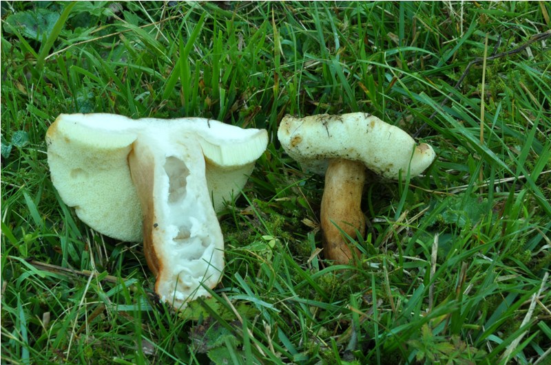 Carrellata settembrina